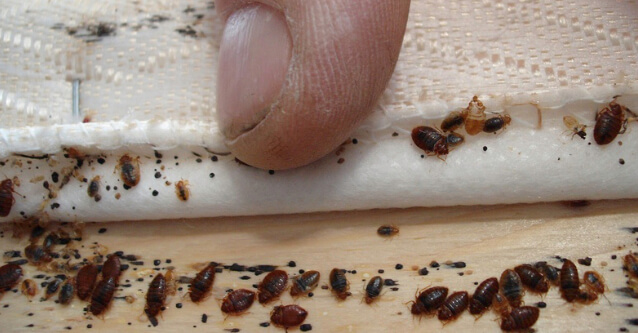 Bed Bug Treatment Rochester NY