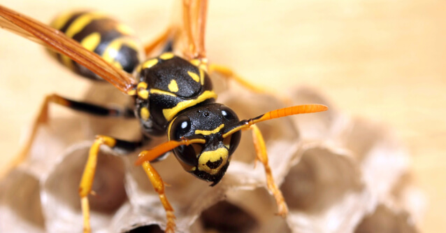 Bees Control And Removal Rochester